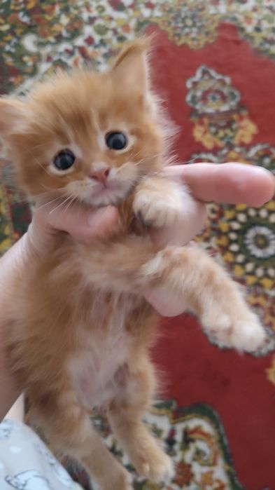 Продам котят мен кун