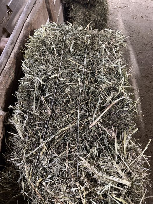 Сено суданка клевер