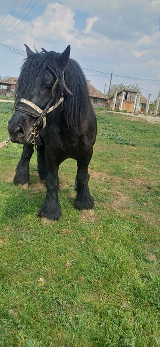 Vand armăsar de 4 ani