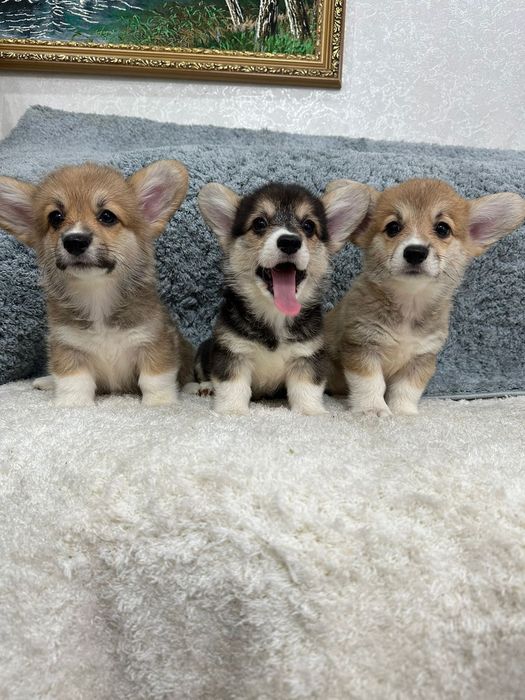 Вельш -корги пемброк