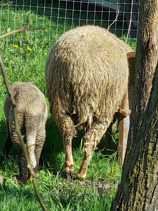 Vând berbec de carne