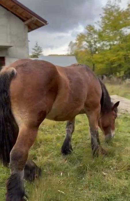 Iapă și armăsar de vânzare