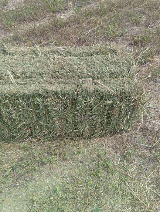 Продоияча лучерна первый пакос