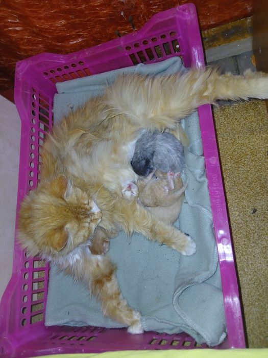 Животные, котята