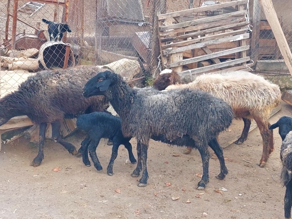 Жас ірі денелі қозылы қойлар сатылады