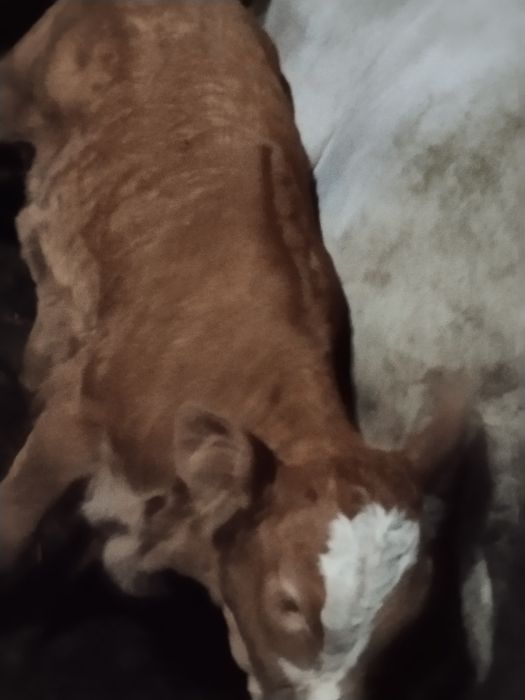 Vând  vițică bălțată