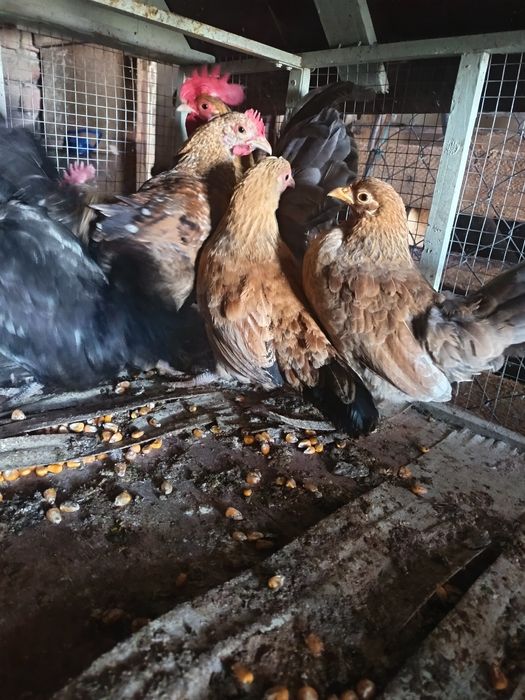 Vând pereche de găini pitice și un mascul de bibilică sau schimb