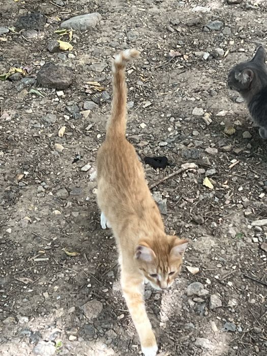 Котенок кошки кот