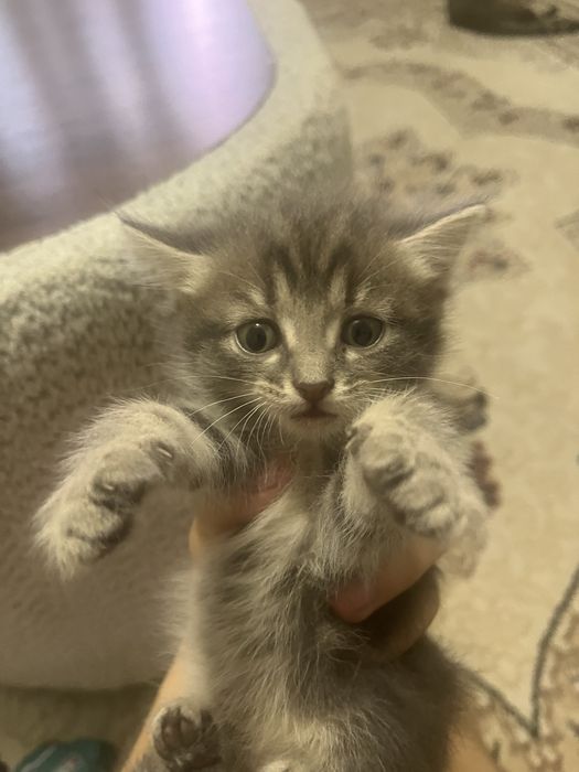 Отдам Кошку, котёнка . девочка