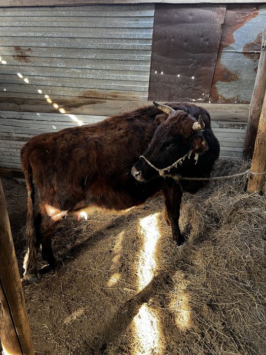 Буаз сиыр сатылады!! Сүтті сиыр