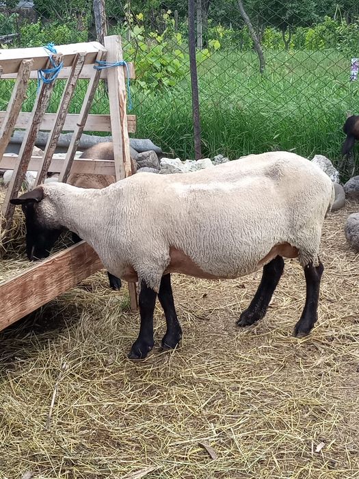 Vând  oi suffolk și metis