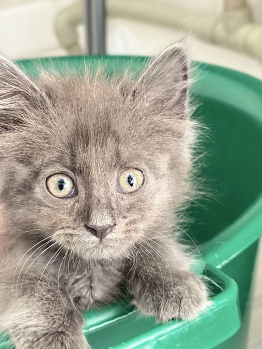 Котенок ищет дом