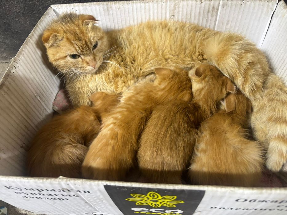 Полупородистых котят большой выбор
