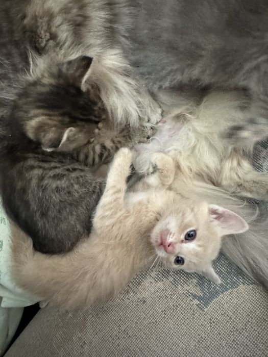 Котята мысыктар