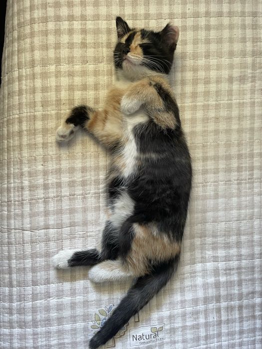 Отдадим котенка бесплатно