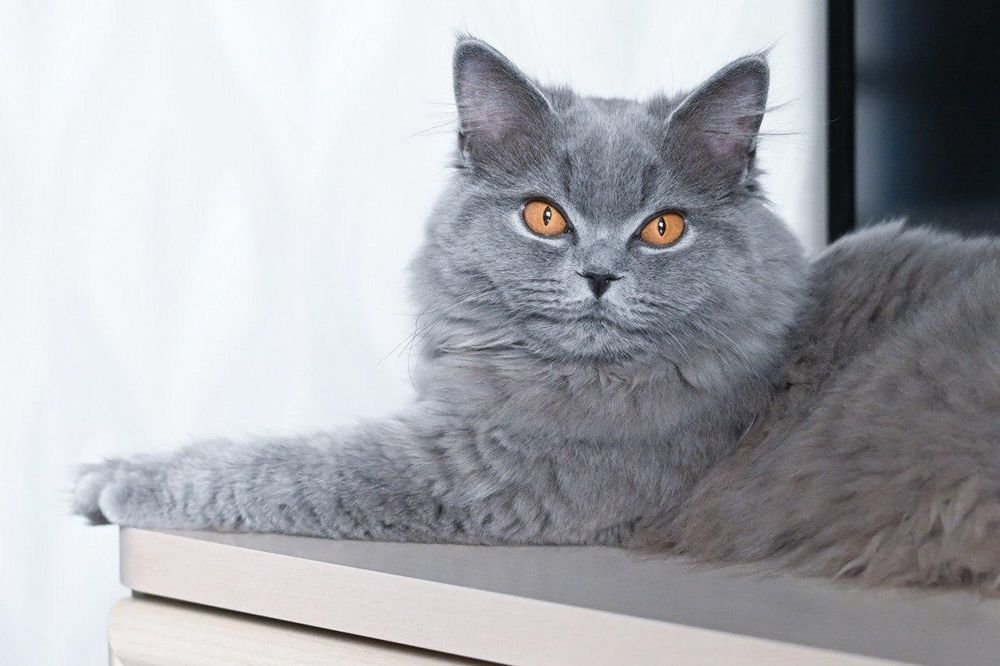 Британский котенок девочка