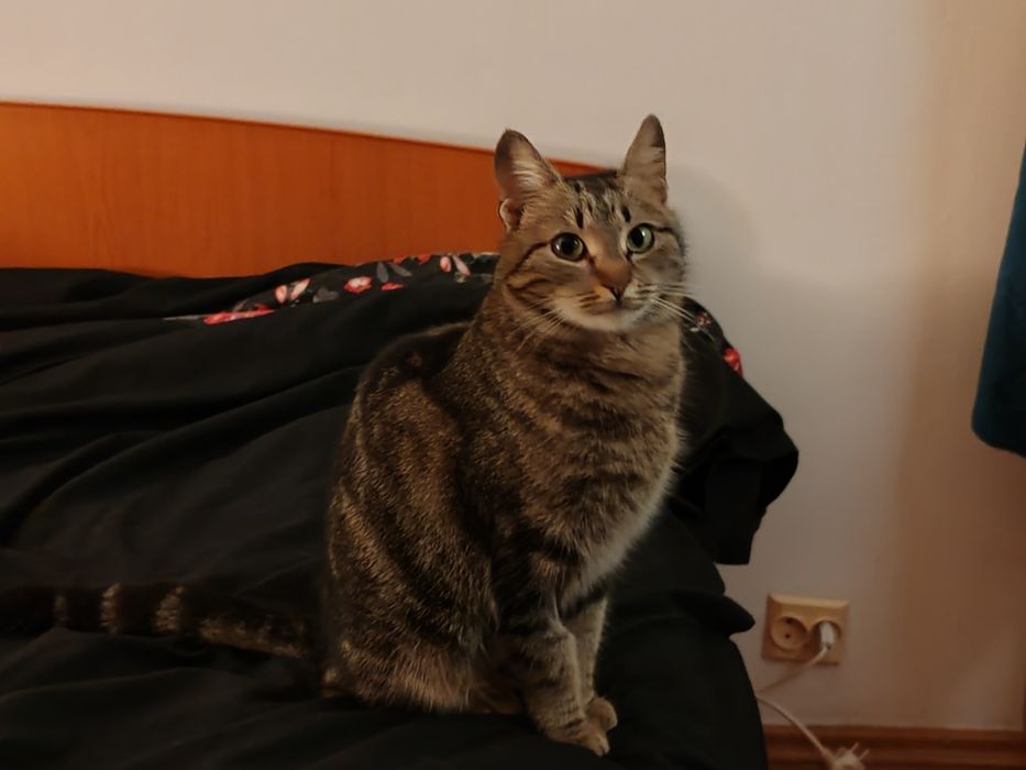 Adoptie Poppy, pisica sociala si dragastoasa