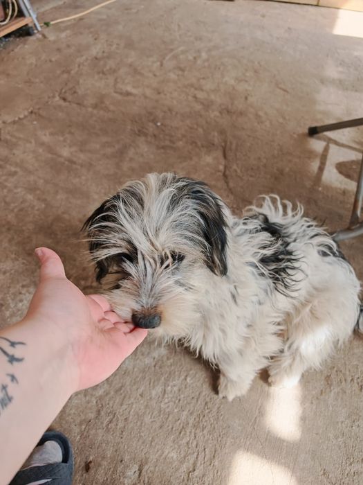 Adopție câini baiat+fata