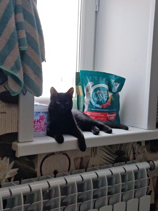 Отдам кошечку в добрые руки