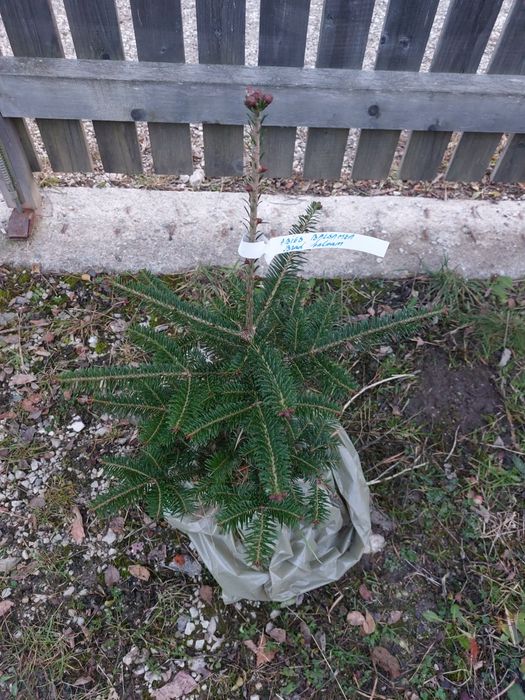 Brazi Abies balsamea cu balot de pamant- calibru 60-80 cm