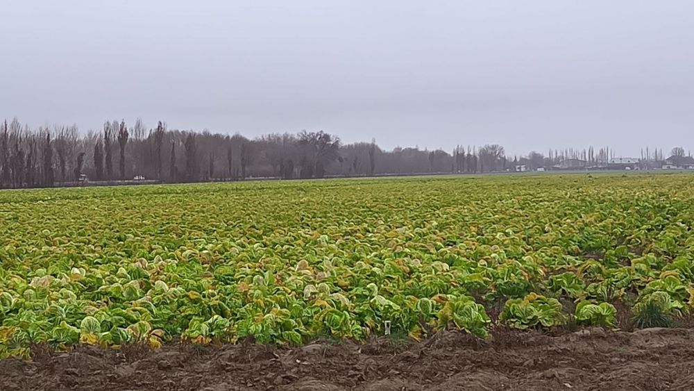 Karam капуста kilogayam optomgayam