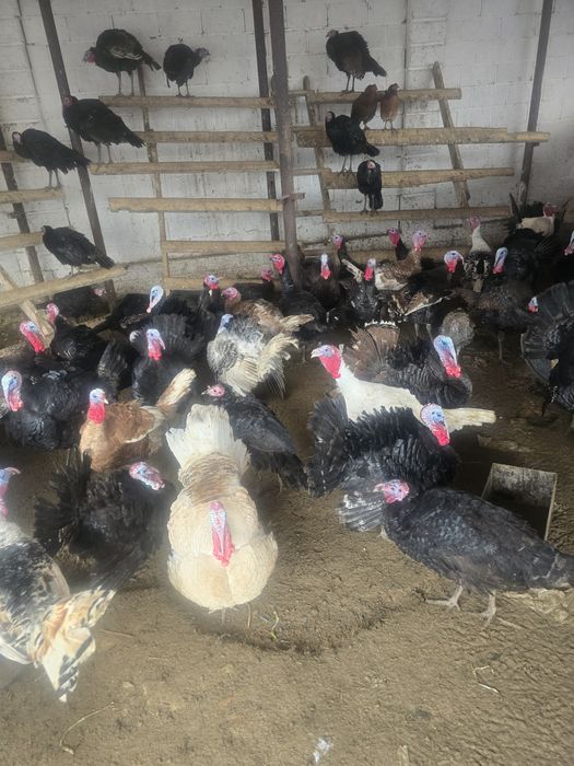 Индюк тер сатылады