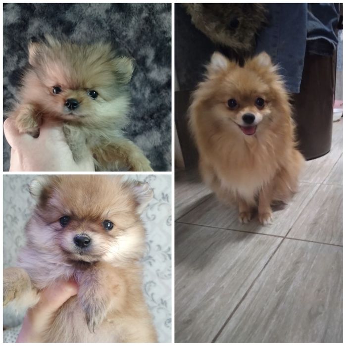 Померанский шпиц девочки.