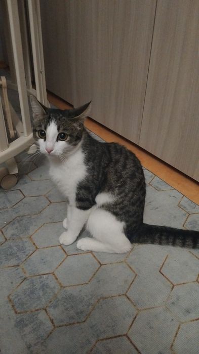 Кошечка ищет дом!