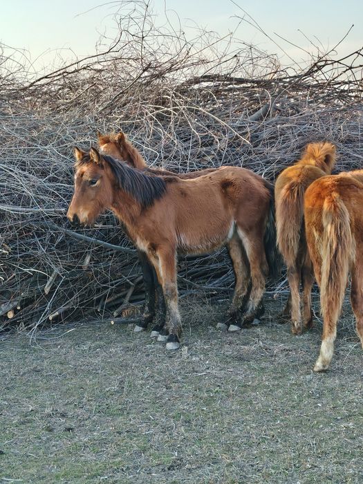 6 бас жабағы 250 мын