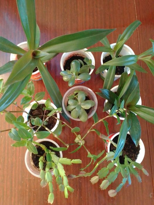 Продам комнатные цветы