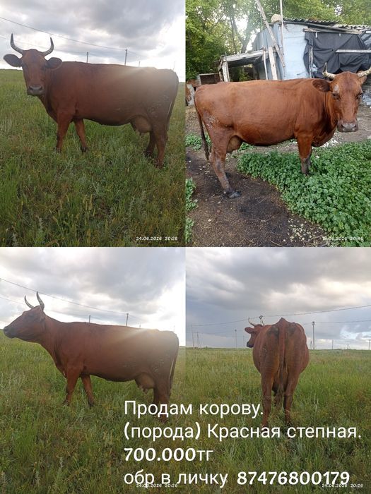 Продам корову. Обр в вацап