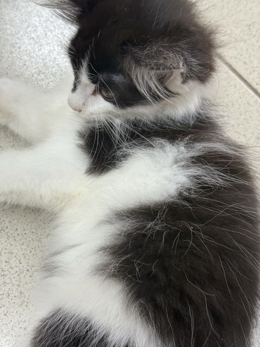 Котята с доставкой