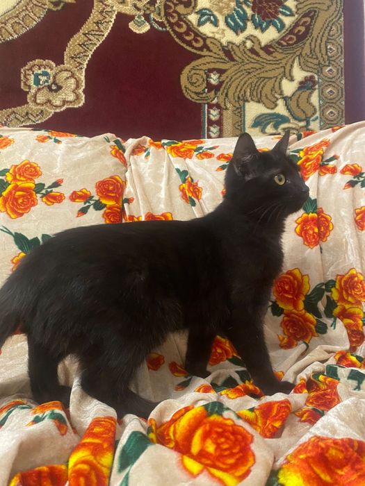 Отдам в добрые руки