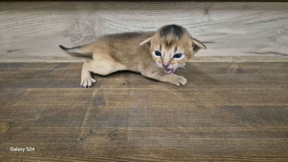 Абиссинские котята