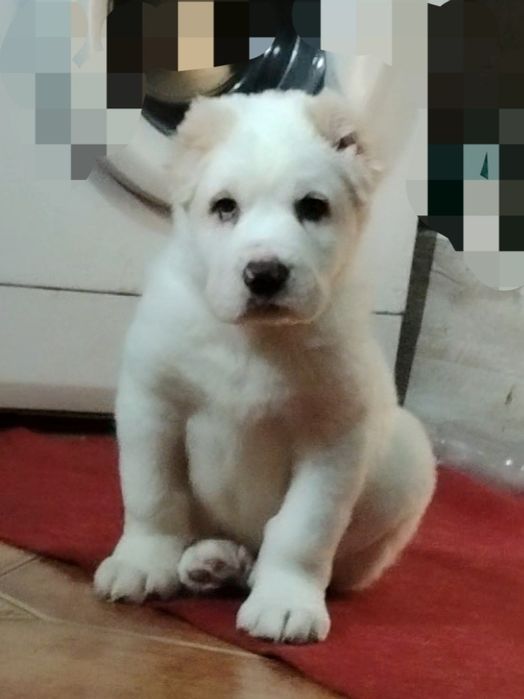 АЛАБАЙ щенок девочка продается