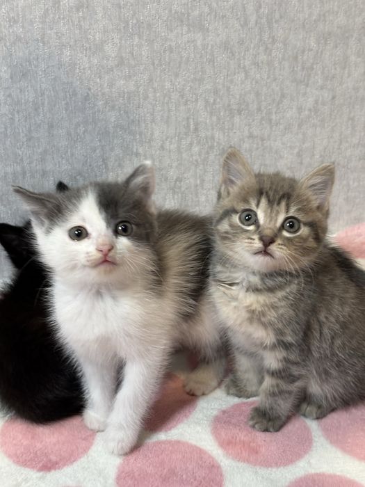 Котята в добрые руки