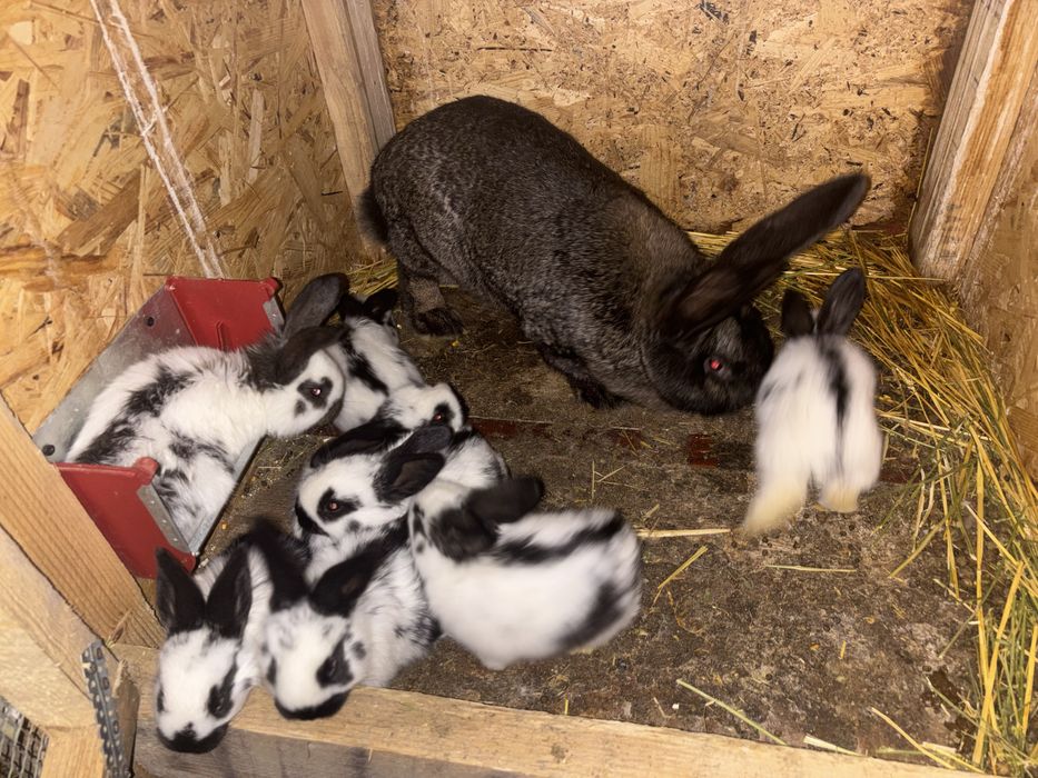 Vând pui de iepuri de rasă