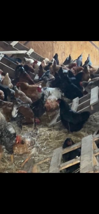 Cocosi rasa mixta Saucani