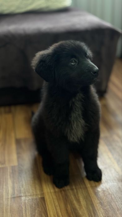 Продам щенка кабель 4 месяца