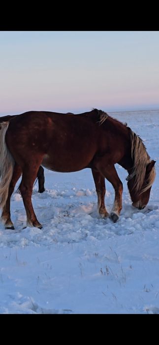 Продам табунного жеребца