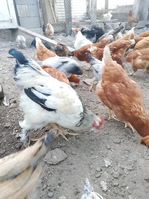 Продаются петухи
