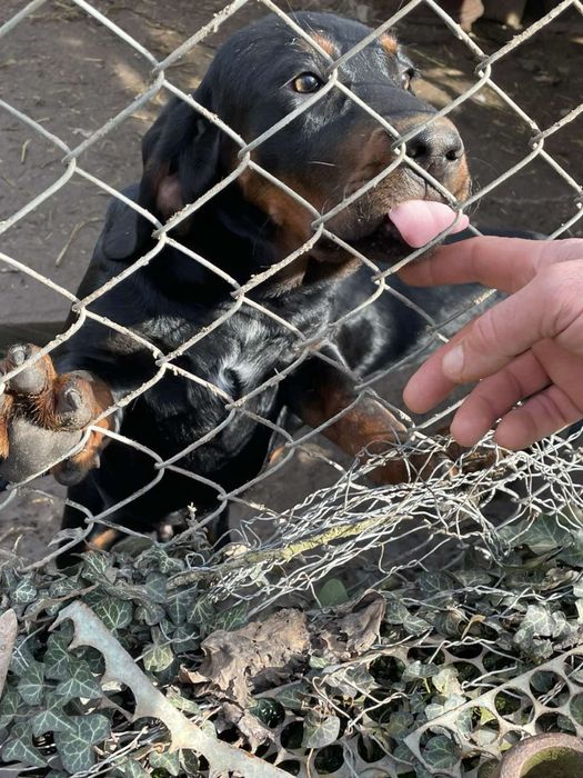 Чистокръвни мъжки български гончета
