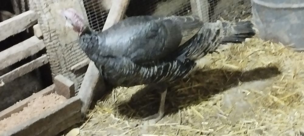 Indyuk furo'shba sotiladi