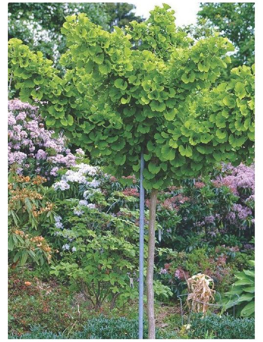Ginko-biloba Mariken