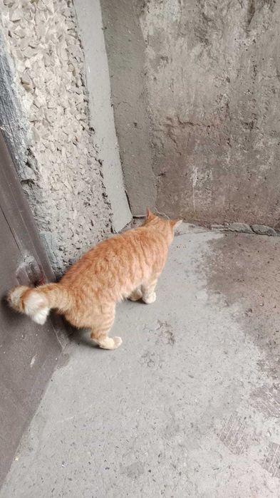 Рыжий молодой котик бесплатно