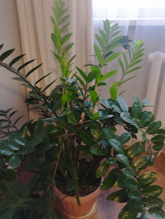 Продам долларовое дерево, замиокулькус