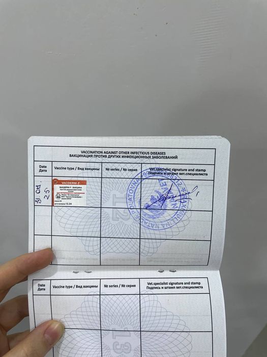 Серебранай Шиншила.