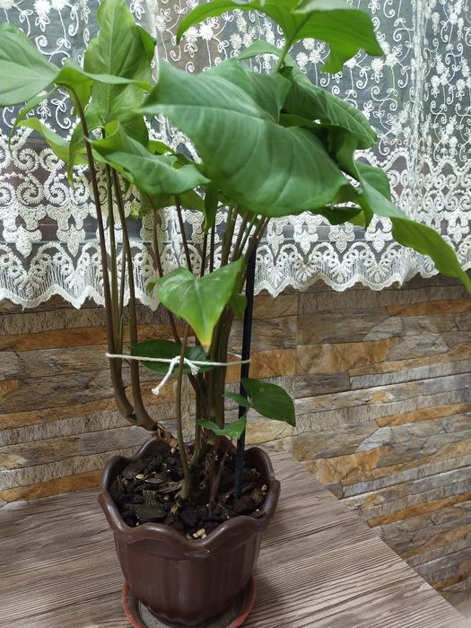 Продается Сингониум Денежное дерево