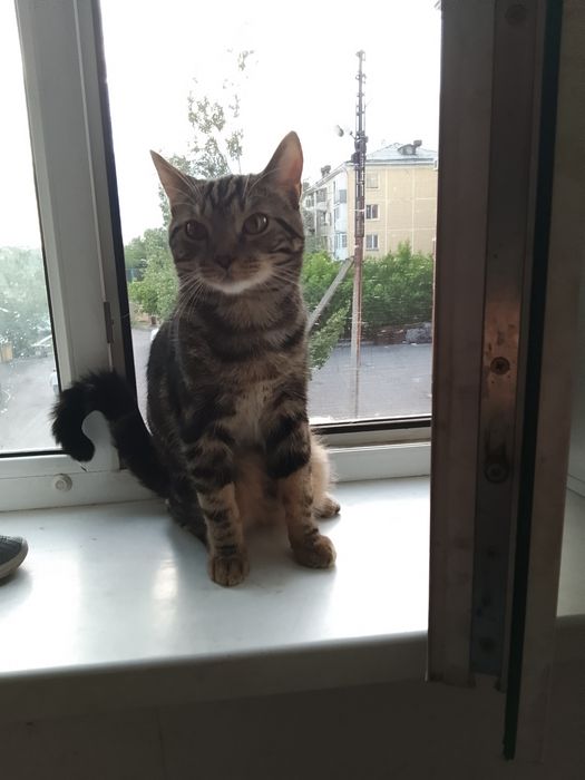 Срочно отдам котенка в добрые руки