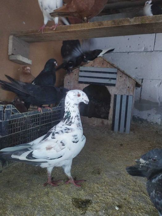 Vand porumbei voiajori germani,jucatori si pestriti etc